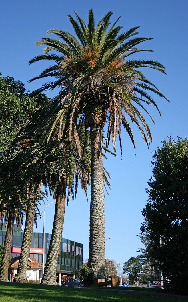 "加拿利海枣"的图片搜索结果