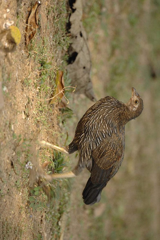 鸡形目雉科原鸡属灰原鸡雌