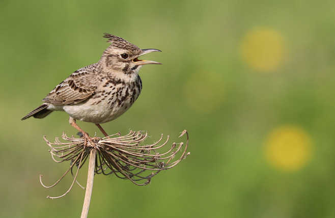 凤头百灵galeridacristata雀形目百灵科凤头百灵属