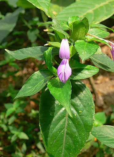 观音草爵床科观音草属