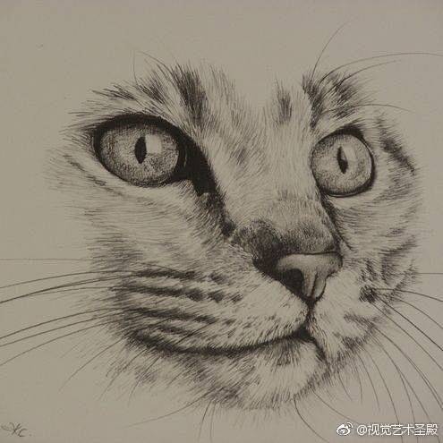 素描小猫咪你好你的噬魂兽已上线67676767