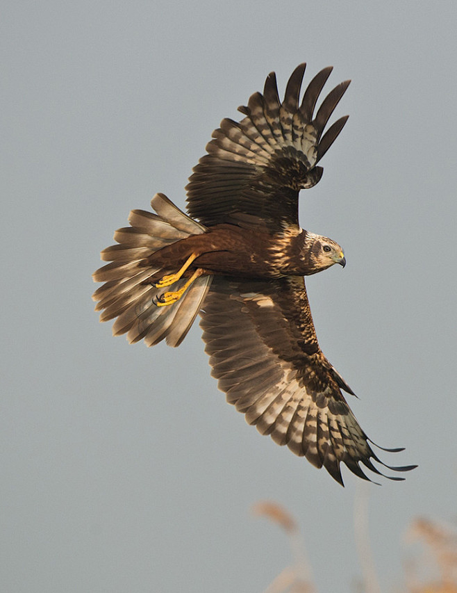 隼形目鹰科鹞亚科白头鹞