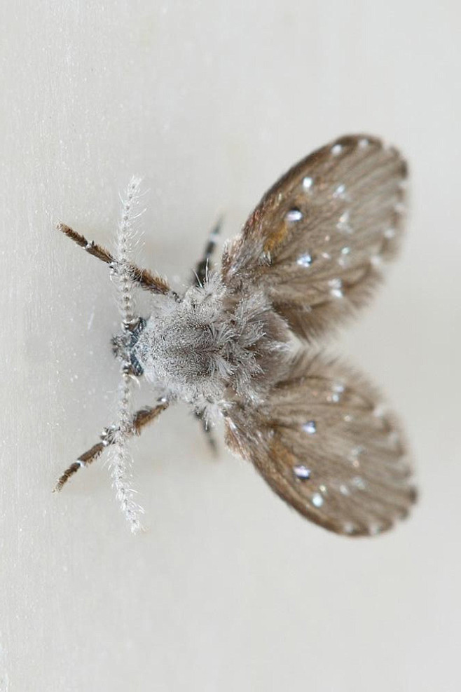 双翅目蛾蚋总科蛾蚋