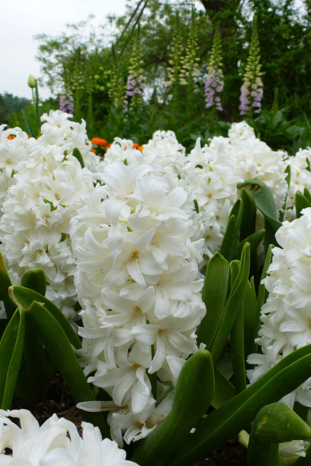 白色风信子图片手机壁纸