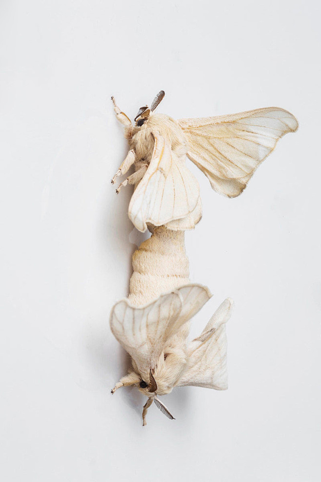 鳞翅目蚕蛾科蚕蛾