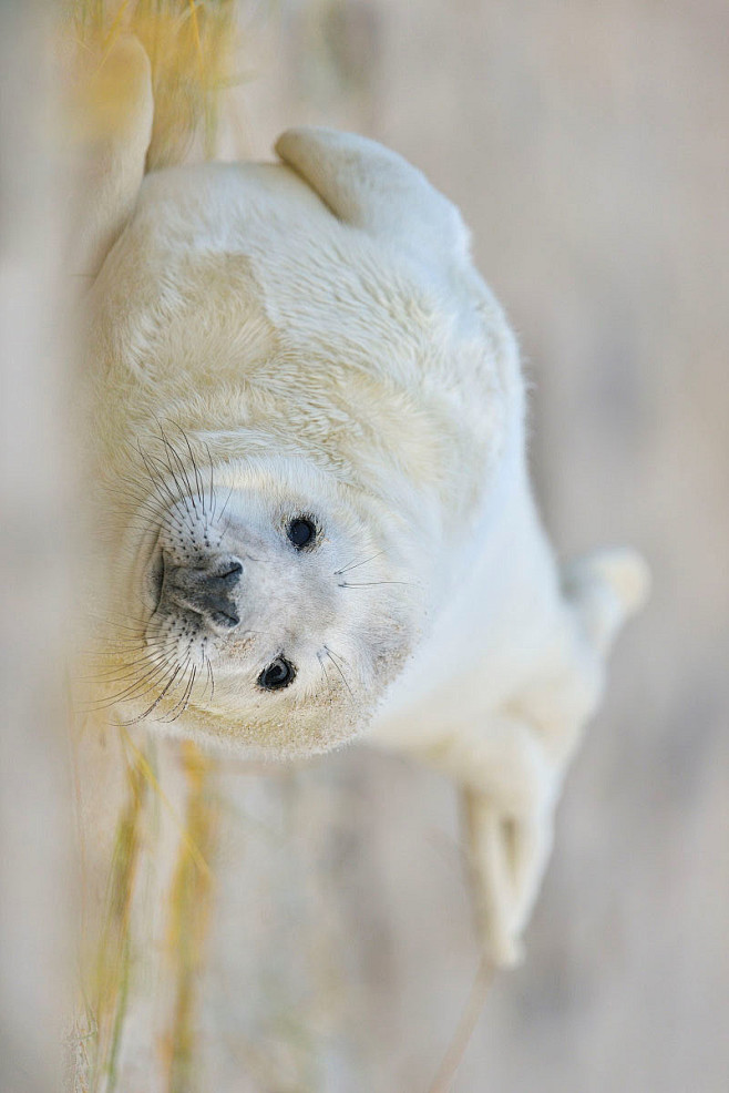 鳍脚目海豹科海豹亚科灰海豹属灰海豹
