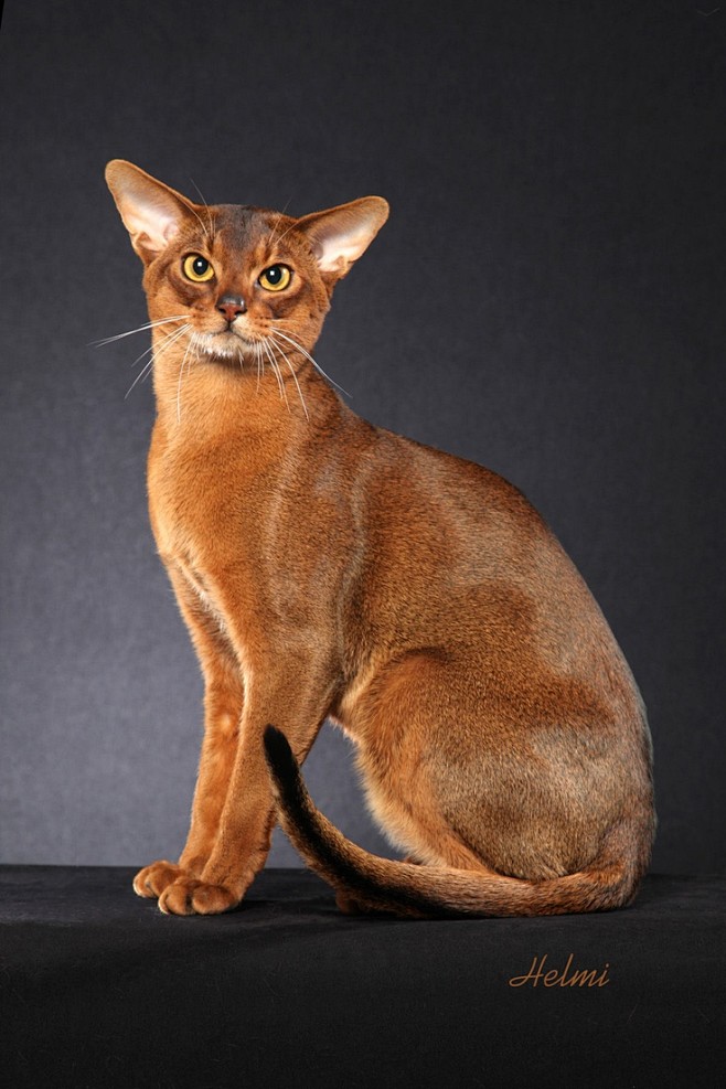 abyssinian