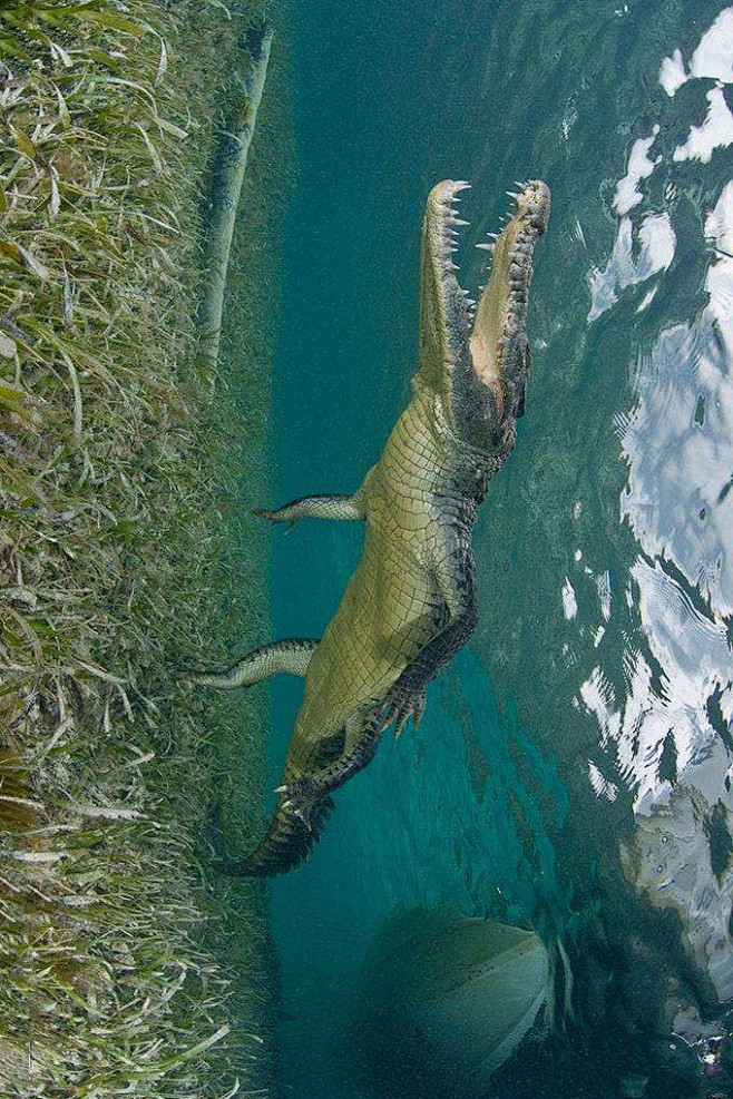 鳄目鳄科美洲鳄