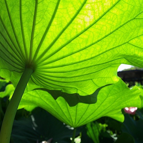 lotusleaf
