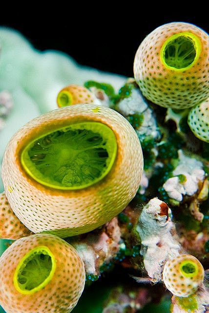 sea squirts that look like cantaloupe 海鞘,看起来像哈密瓜