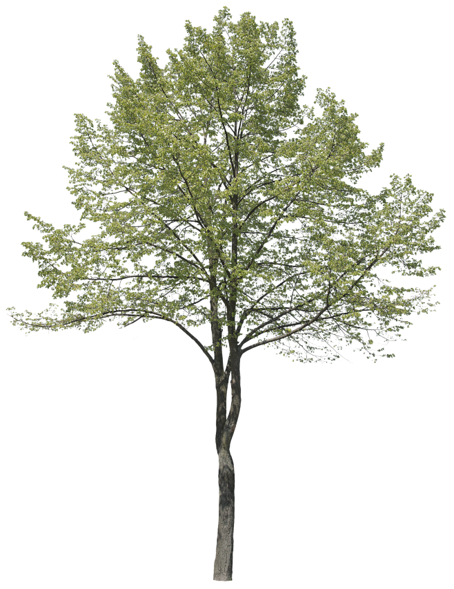 23:06:49立面乔木png (9)3喜欢花草树木png褪色的微笑该采集也在以下