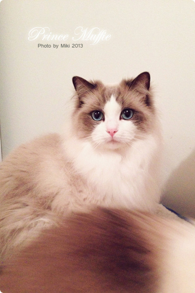 布偶猫muffie