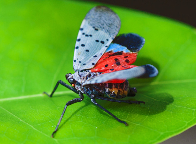 13:47:22【有图】花大姐;;;蝴蝶风马玥-同采自bbs