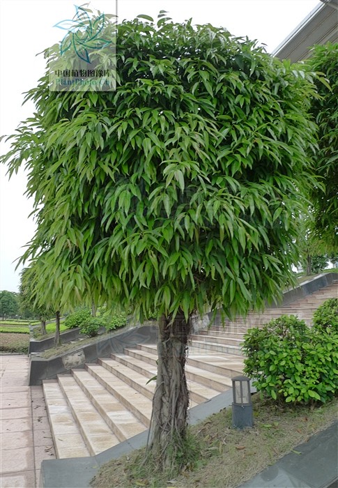 亚里垂榕4