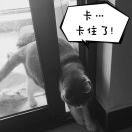 成烟烟