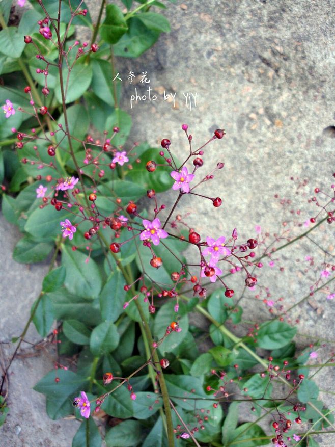 人参花一般初夏开花黄绿色紫白等果实扁圆呈红色叶子轮生掌状叶株高