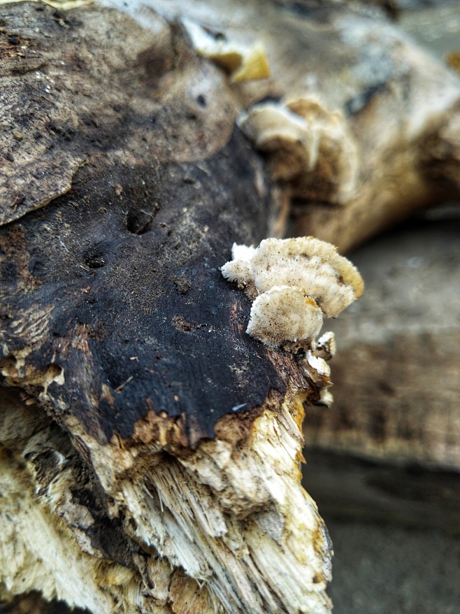 自然古朴树枝菌类蘑菇真菌腐败肌理纹理背景