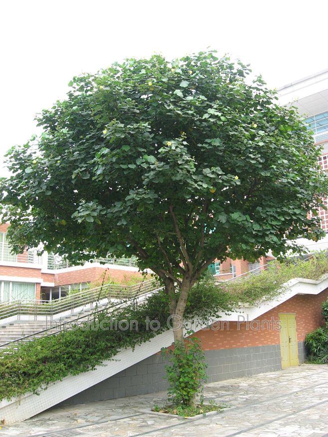 花叶黄槿的图片搜索结果