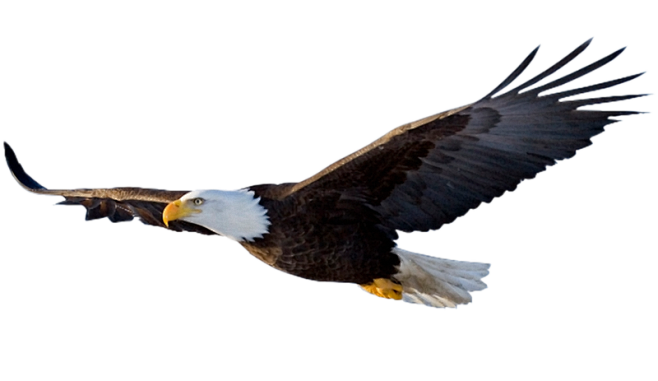 抠png透明素材大老鹰老鹰标志老鹰捕食老鹰飞翔老鹰展翅雄鹰展翅图片