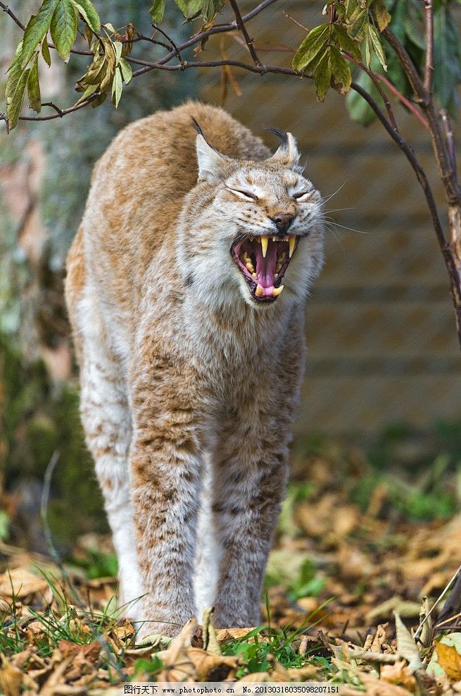 食肉目猫科猞猁属猞猁