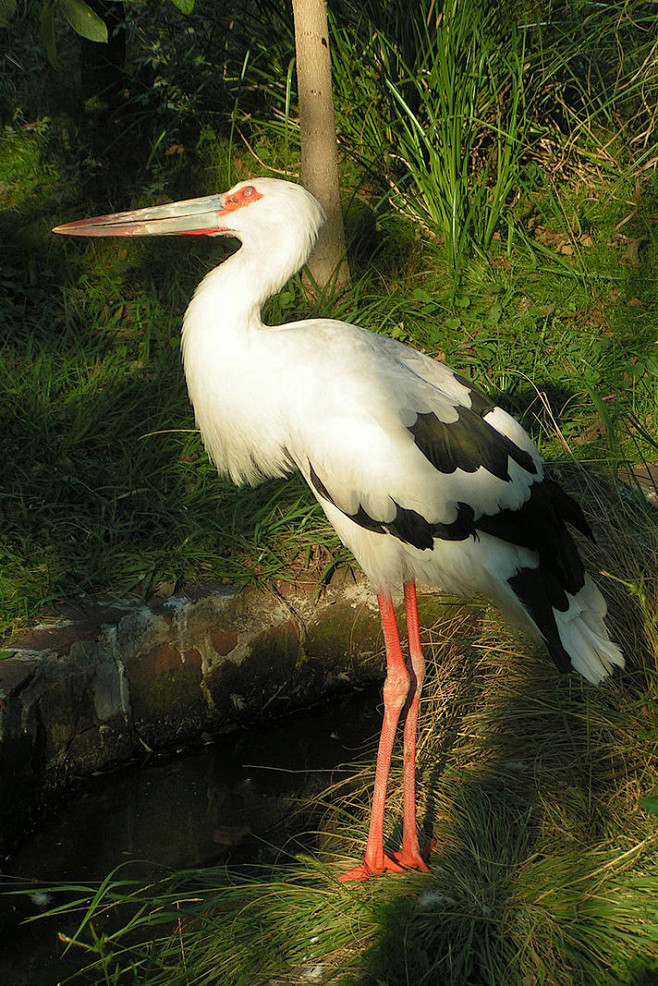 鹳形目鹳科鹳属黑尾鹳
