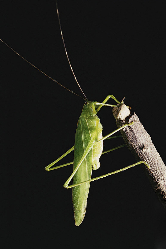 直翅目螽亚目螽斯总科螽斯