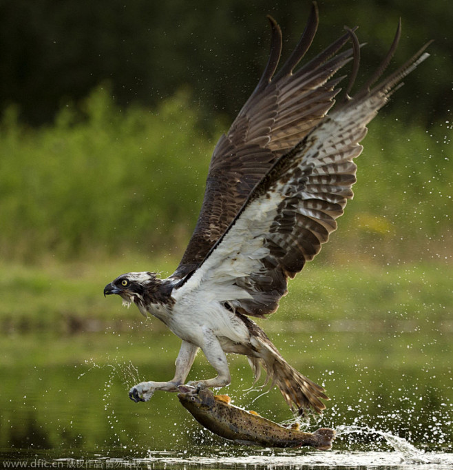 鱼鹰帅气捕鱼瞬间急速猛冲将猎物拽出水面野生动物摄影