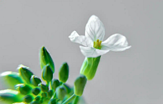 ·菩提心·采集到《花影迷离》