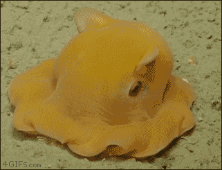 321_245gif 动态图 动图