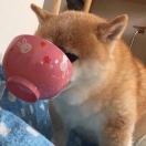 谢含