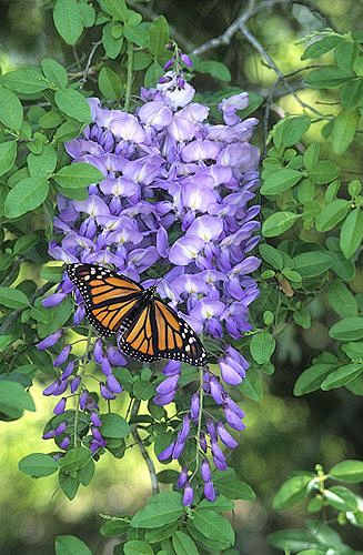 紫藤帝王蝶