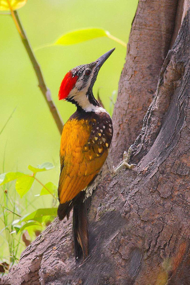 鴷形目啄木鸟科金背三趾啄木鸟属小金背啄木鸟