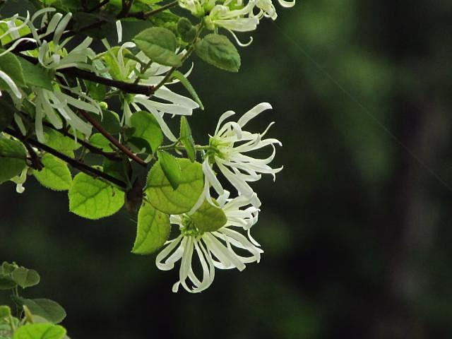 白花檵木