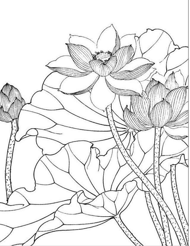 14:08:10一组清新淡雅的工笔白描素材-荷花绘画-白描wzj49同采自www