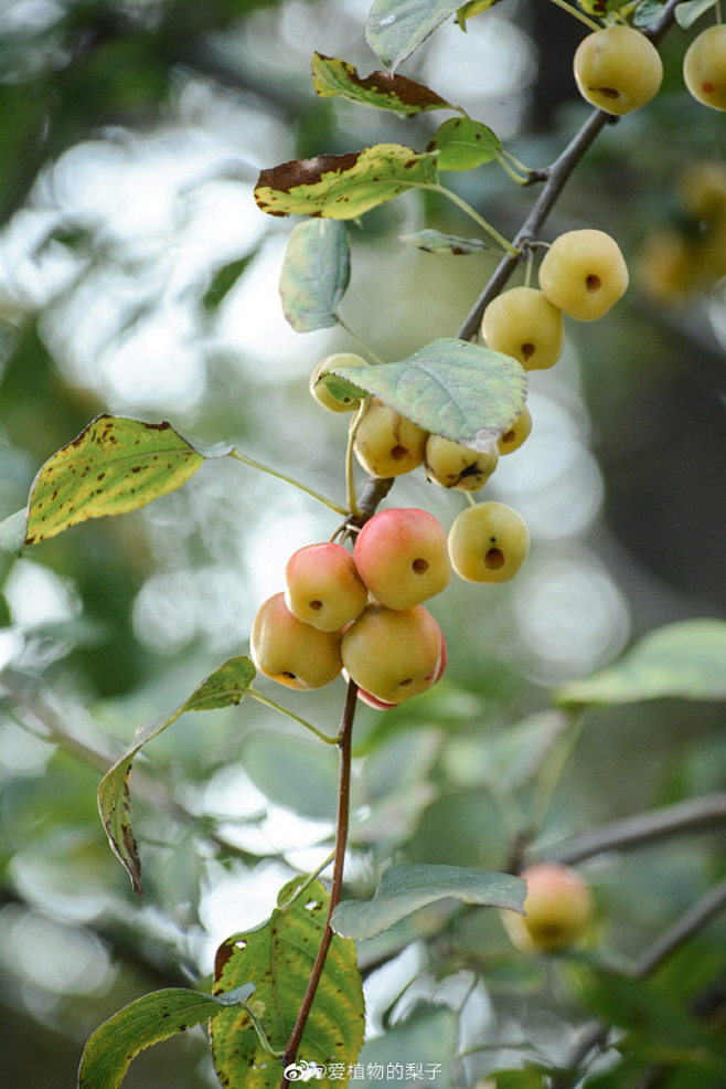 不知是哪种海棠的果子有果香有甜味花色浅淡偏白香