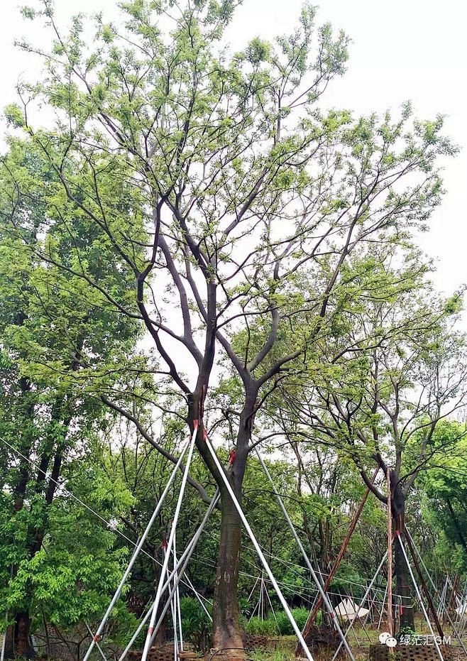 18:23:53朴树zw02-上木层植物品种哎呦喂喂hh该采集也在以下画板加载