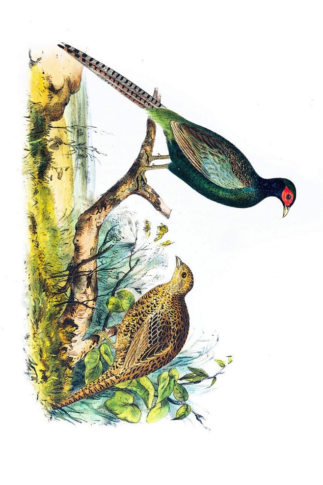 鸡形目雉科雉属绿雉