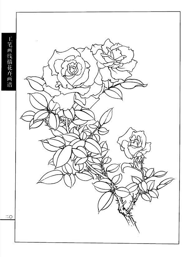 工笔画线描花卉画谱月季篇