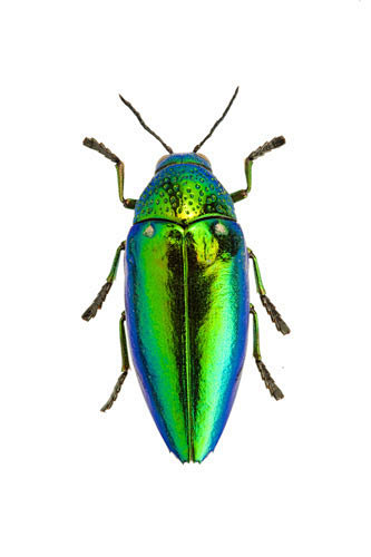常见昆虫图鉴 鞘翅目图片