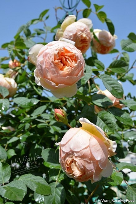 月季无名的裘德