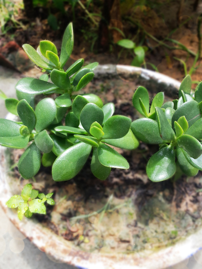 老妈种的玻璃翠