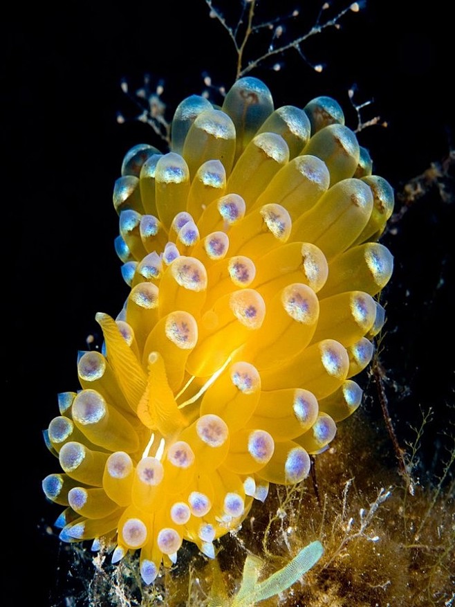 nudibranch