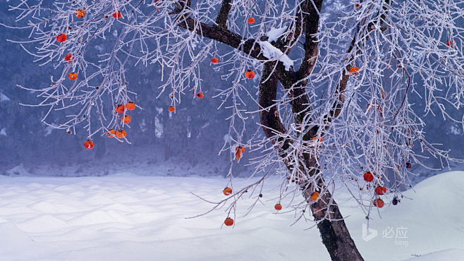 柿子树冬天的树雪风景壁纸