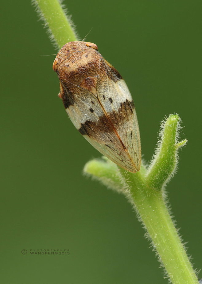 photograph沫蝉bywangfengon500px