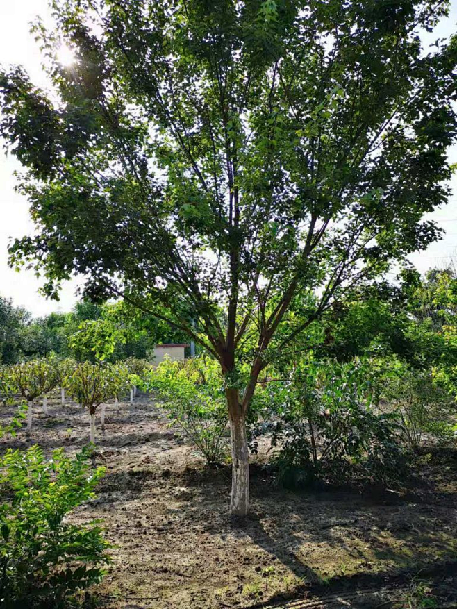 想大口吃飯大口吃肉從鈴度轉採於2020-11-02 19:14:51三角楓00-植物