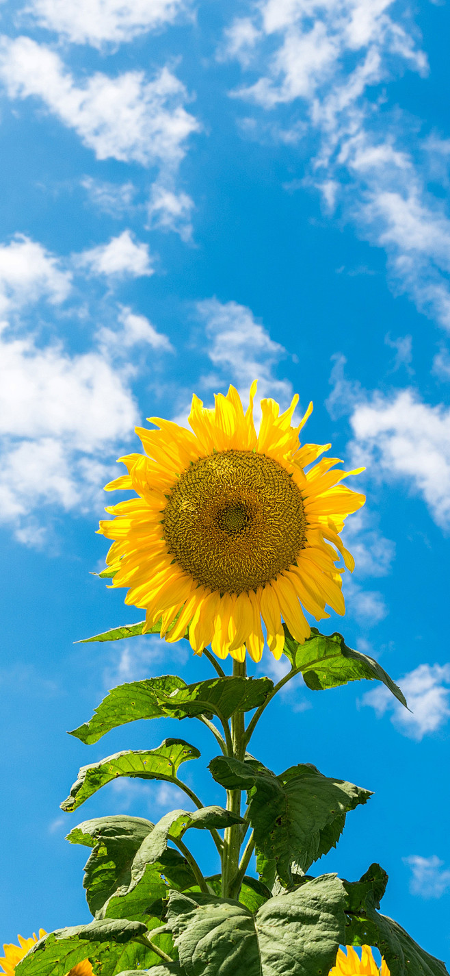 心若向阳无谓悲伤