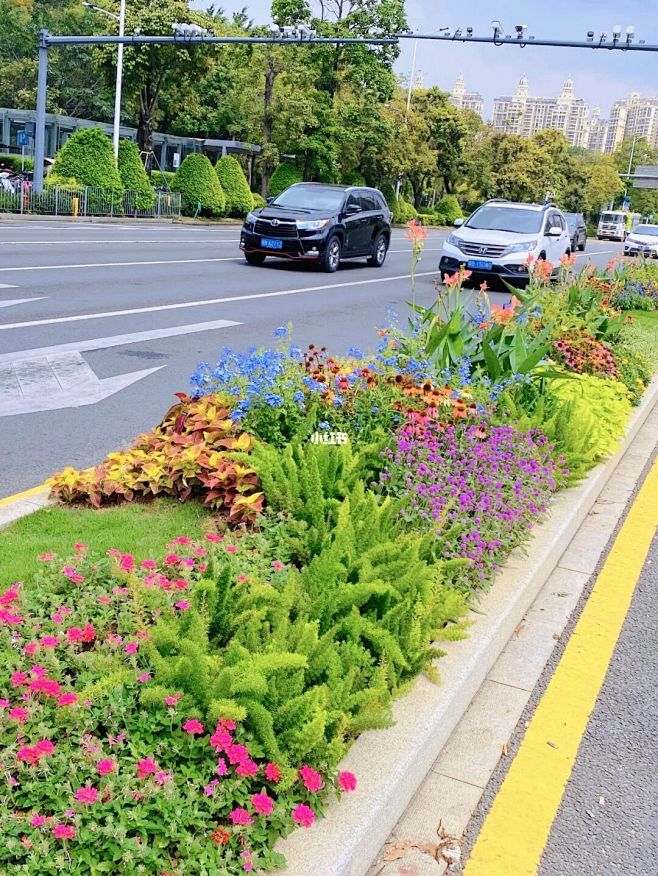 道路花境|去年种的,现在看来过于零碎#花境花镜 花池意向图设计师