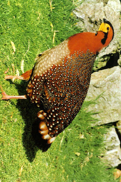 鸡形目雉科角雉属灰腹角雉