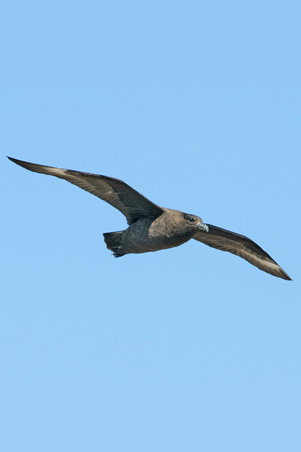鸻形目贼鸥科中贼鸥属褐贼鸥
