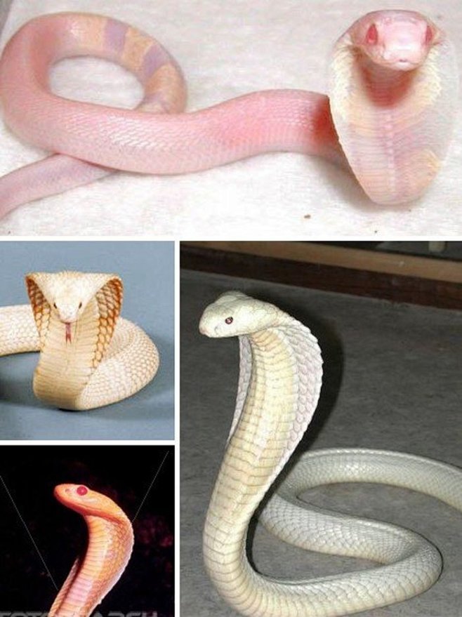 白化眼镜蛇